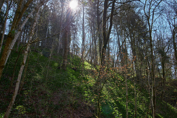 caminhadas no desfiladeiro do rio gauchach na floresta negra em germa
 - Foto, Imagem