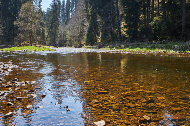 rivière wutach avec les arbres reflétant dans l'eau peu profonde en t
 - Photo, image