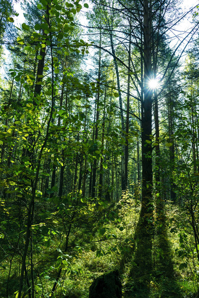 Літній тлі лісу
 - Фото, зображення