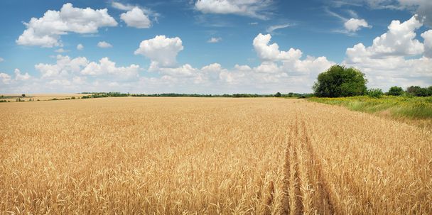 穀物畑 - 写真・画像