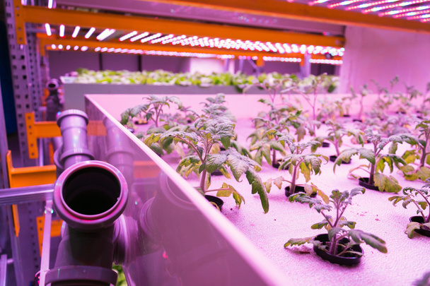 Tomato young plants grow in aquaponics system combining fish aquaculture with hydroponics, cultivating plants in water under artificial lighting - Foto, afbeelding