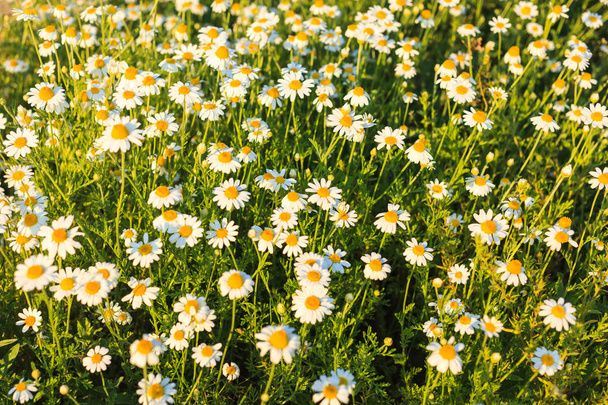 Kamille bloemen veld brede achtergrond in zon licht. Zomer madeliefjes. Prachtige natuur scène met bloeiende medische chamomiles. Alternatieve geneeskunde.  - Foto, afbeelding