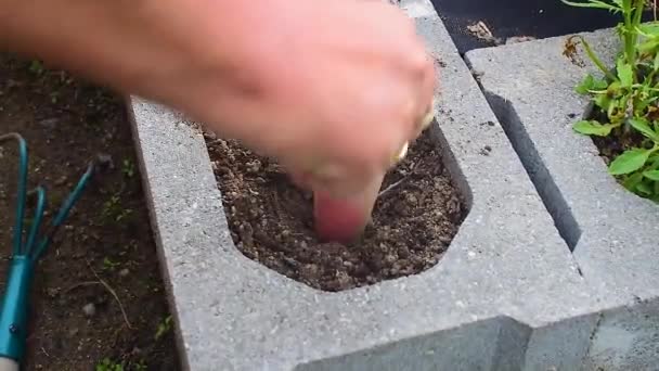Unrecognizable woman planting flowers in a garden using her hands. - Imágenes, Vídeo