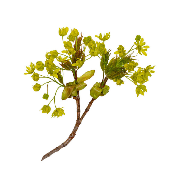 Young sprout of a maple branch. Spring sprout with isolate flowers - Foto, Bild