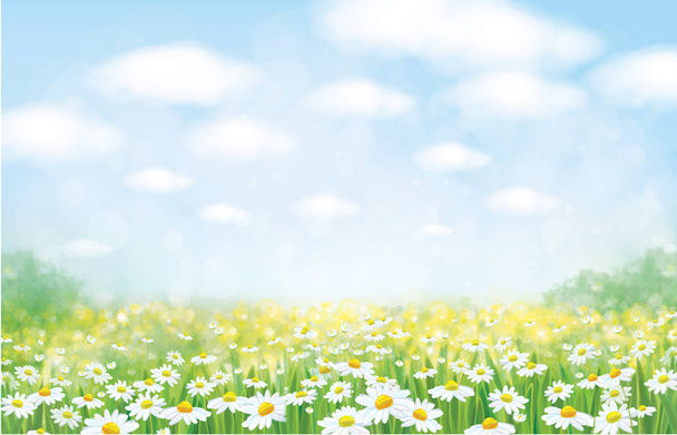 Vektor Natur Hintergrund, blauer Himmel, grünes Gras und Kamillen  - Vektor, Bild