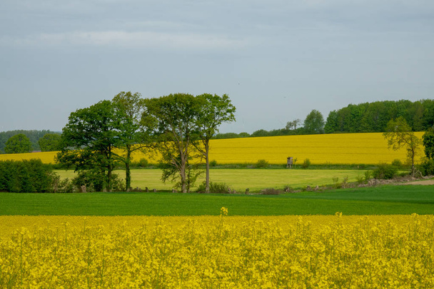 Een veld met geel gekleurde raapzaad bloemen - Foto, afbeelding