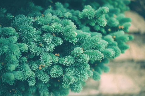 Background a texture furry spruce tree branches - 写真・画像