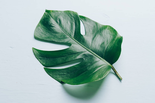 Monstera leave on color background  - Photo, image