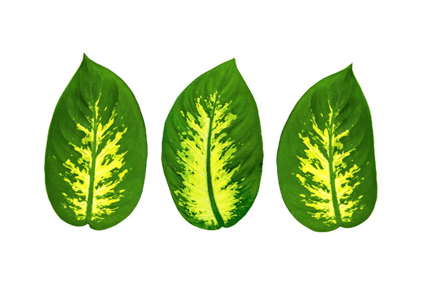 白い背景に孤立した熱帯植物ディエフェンバキアの大きな楕円形の葉。設計用オブジェクトのグループ - 写真・画像