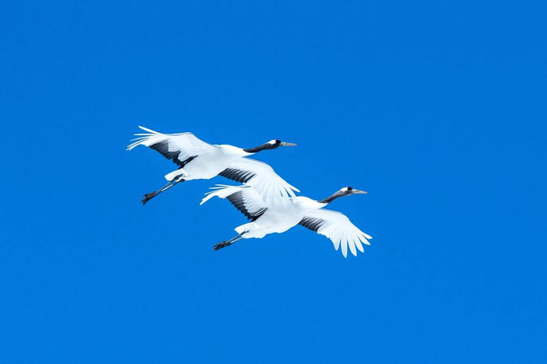 Red crowned cranes (grus japonensis) in flight with outstretched wings against blue sky, winter, Hokkaido, Japan, japanese crane, beautiful mystic national white and black birds, elegant animal - Photo, Image