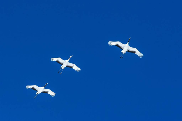 Jeřáby (Grus japonensis) v letu s roztaženými křídly proti modrému nebi, zimě, Hokkaido, Japonsku, japonskému jeřábu, krásným mystickým národním bílým a černým ptákům, elegantnímu zvířeti - Fotografie, Obrázek
