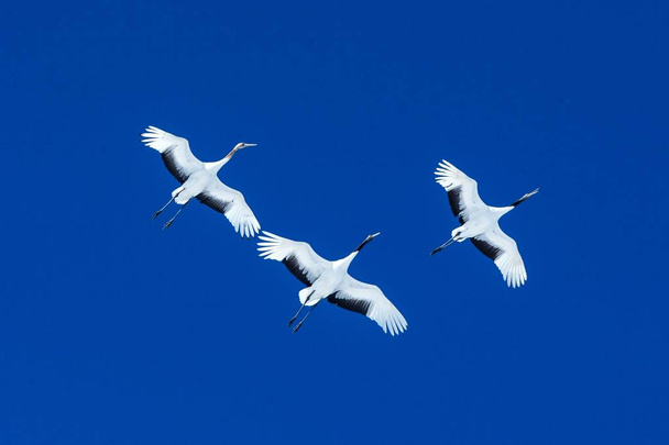 Jeřáby (Grus japonensis) v letu s roztaženými křídly proti modrému nebi, zimě, Hokkaido, Japonsku, japonskému jeřábu, krásným mystickým národním bílým a černým ptákům, elegantnímu zvířeti - Fotografie, Obrázek