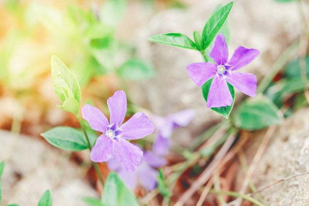 Beautiful macro of purple wild violet flowers with green leaves. Toned with retro vintage filters. Pale light faded pastel tones. Artistic amazing spring nature. Natural floral background. - Photo, Image