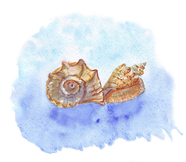 acuarela de conchas marinas en una mancha de acuarela azul
 - Foto, Imagen
