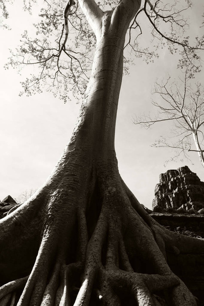 Ogromny korzeń drzewa Banyan i jego gładkie białe tułowia. Ciepłe słoneczne dni i czyste niebo. - Zdjęcie, obraz