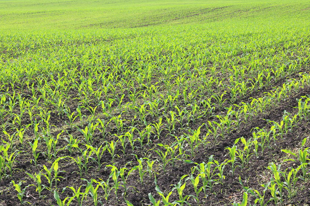 Jeunes semis de maïs vert au printemps dans un champ agricole
 - Photo, image
