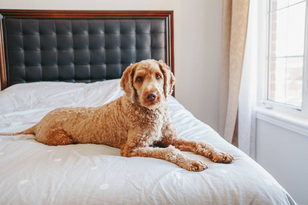 Sevimli sevimli utanmaz meraklı kızıl saçlı evcil köpek evde yatak odasında temiz yatakta yatıyor. Kalın evcil hayvan kaniş altınhoodle terrier yatak odası mobilyaları üzerinde oturan.  - Fotoğraf, Görsel