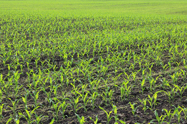 Plántulas de maíz verde joven en primavera en el campo agrícola
 - Foto, Imagen