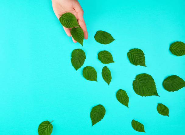 женская рука и зеленые листья
 - Фото, изображение