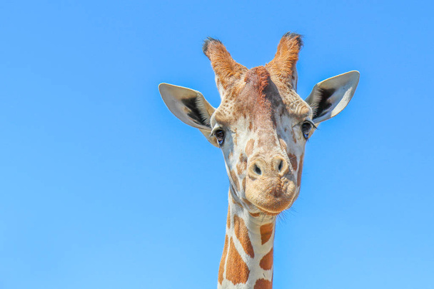 Giraffe Portrait - Photo, Image
