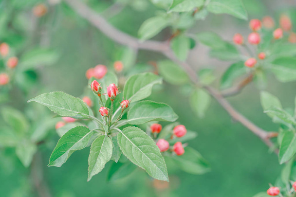 Beautiful macro of pink red small wild apple cherry buds on tree branches with light green leaves. Pale faded pastel tones. Amazing spring nature. Natural floral background with copyspace. - Photo, Image