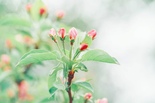 Beautiful macro of pink red small wild apple cherry buds on tree branches with light green leaves. Pale faded pastel tones. Amazing spring nature. Natural floral background with copyspace. - Photo, Image