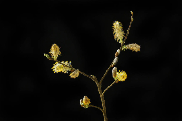 Pussy willow against black - Photo, Image