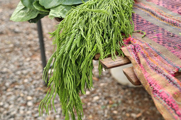Acacia pennata na trhu - Fotografie, Obrázek
