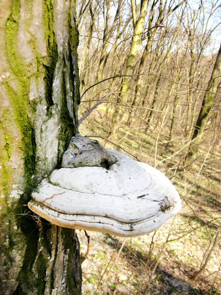 Fomes fomentarius (commonly known as the tinder fungus)  - Photo, Image