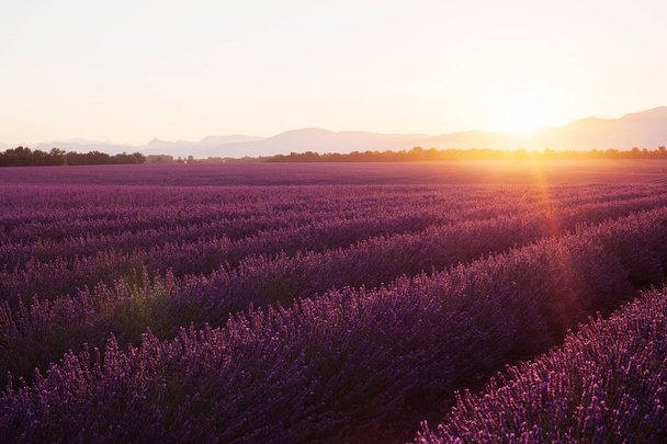 Kauniita kylmiä peltoja auringonlaskun aikaan. Valensole, Provence, Ranska
 - Valokuva, kuva