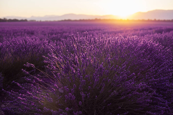 Belos campos frígidos ao pôr-do-sol. Valensole, Provence, França
 - Foto, Imagem