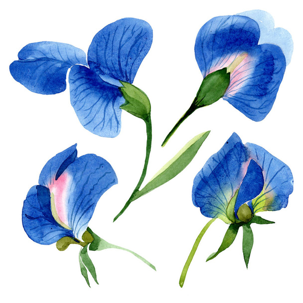 Pois doux bleu fleurs botaniques florales. Ensemble de fond aquarelle. Élément d'illustration isolé de pois doux
. - Photo, image