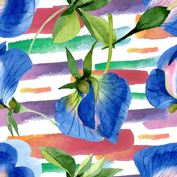 Blauwe Sweet Pea Floral botanische bloemen. Aquarel achtergrond illustratie instellen. Naadloos achtergrond patroon. - Foto, afbeelding