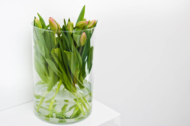 Fresh tulips in glass vase on white background - Photo, Image