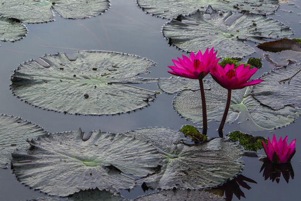 lotus flower blossom in the sunrise - Фото, изображение