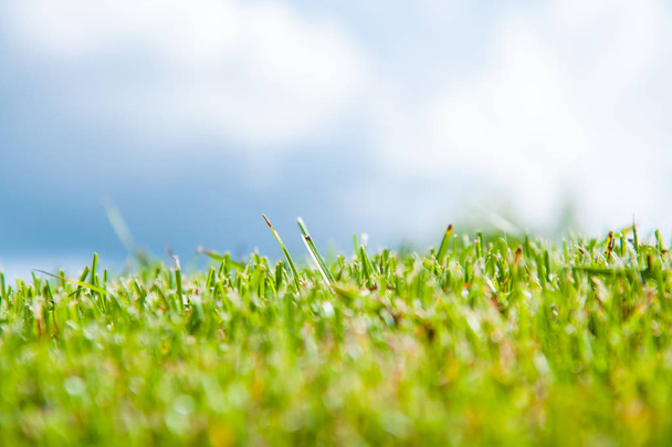 La hierba verde brillante sobre el césped en verano. El sol brilla. Cielo azul y nubes
 - Foto, imagen