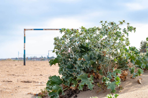 Táj labdarúgó cél utáni strand homok Eryngium bokor az előtérben. Futballkapu a tengerparton a Fekete-tenger partján Ukrajnában. Minimális parti táj egyenetlen homokos felülettel. Seacoast nézet  - Fotó, kép