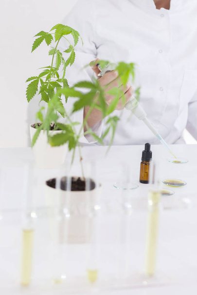 Científico trabajando con aceite de cbd farmacéutico en un laboratorio con un equipo de vidrio
 - Foto, Imagen