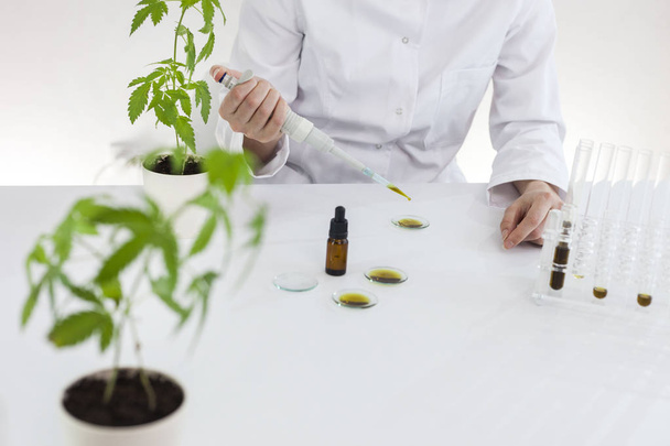 Checking a pharmaceutical cbd oil in a laboratory on watch glass - Photo, Image
