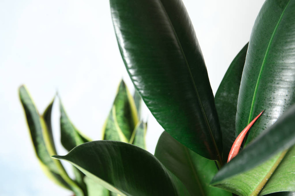 Closeup view of rubber plant on blurred background. Home decor - 写真・画像