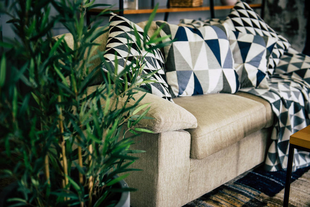 Зеленое растение возле дивана
 - Фото, изображение