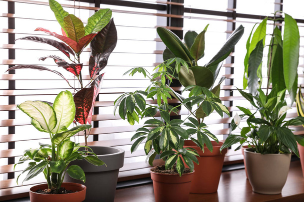 自宅の窓枠に異なる緑の鉢植え植物 - 写真・画像