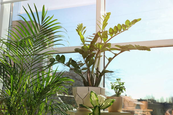 Différentes plantes vertes en pot près de la fenêtre à la maison
 - Photo, image