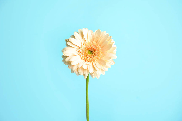 Beautiful bright gerbera flower on color background - Foto, imagen