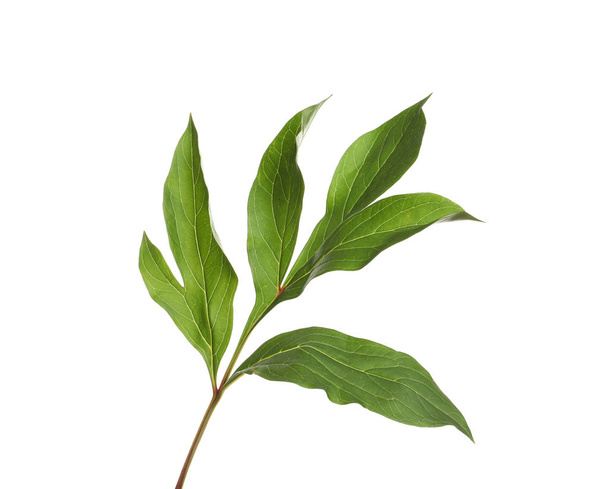 Fresh green peony leaves on white background - Photo, Image