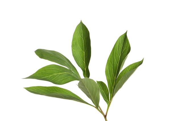 Fresh green peony leaves on white background - Photo, image