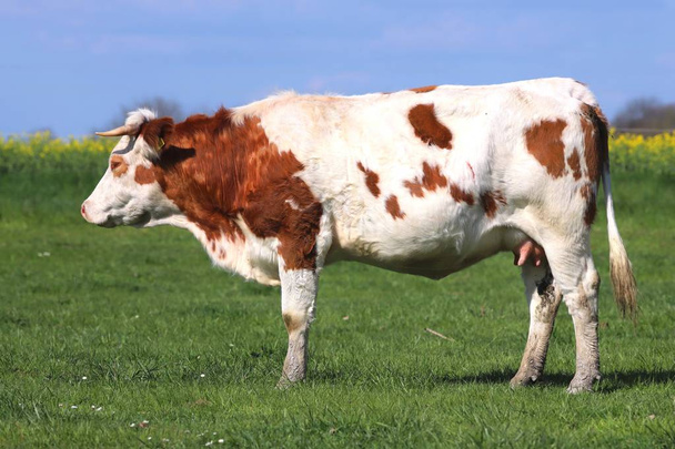 緑の牧草地の草の風景に放牧ブラウン牛 - 写真・画像