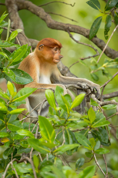Hortum maymunu (Nasalis larvatus) veya endonezya'da bekantan olarak bilinen uzun burunlu maymun, alışılmadık derecede büyük burnu olan kırmızımsı-kahverengi ağaçlık eski dünya maymunudur. Güneydoğu Asya'daki Borneo adasına endemiktir..  - Fotoğraf, Görsel