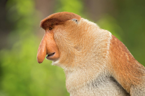 Обезьяна Пробоскис (Nasalis larvatus) или длинноносая обезьяна, известная как бекантан в Индонезии, является красновато-коричнево-древесной обезьяной Старого Света с необычно большим носом. Эндемик юго-восточного азиатского острова Борнео
.  - Фото, изображение