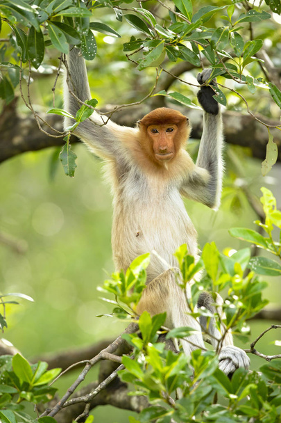 Małpa trąba (nasalis larvatus) lub długo-nosed małpa, znany jako bekantan w Indonezji, jest Czerwonobrązowy arborealny Stary Świat małpa z niezwykle dużym nosem. Jest endemiczny na południowo-wschodniej Azji wyspy Borneo.  - Zdjęcie, obraz